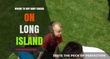 Best Places to Buy Baby Chicks on Long Island