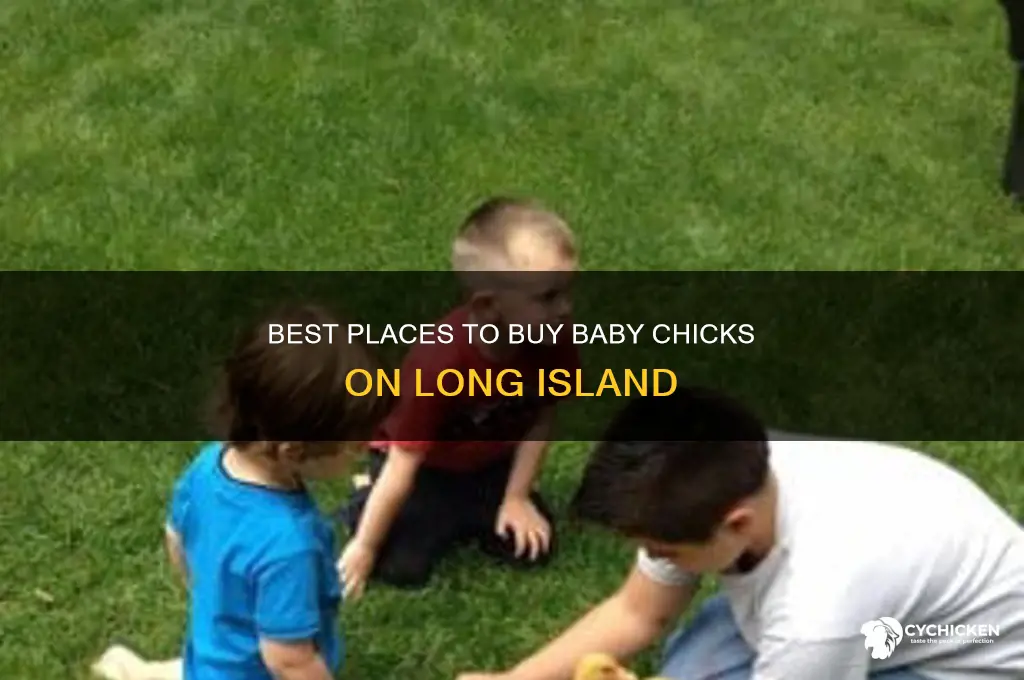 where to buy baby chicks on long island