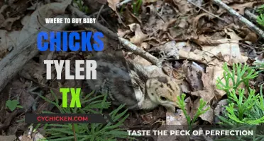 Best Places to Buy Baby Chicks in Tyler, Texas