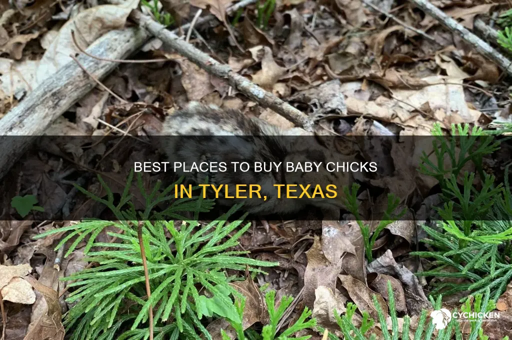 where to buy baby chicks tyler tx
