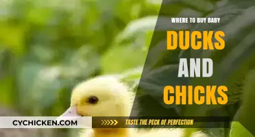Where to Buy Baby Ducks and Chicks: A Beginner's Guide