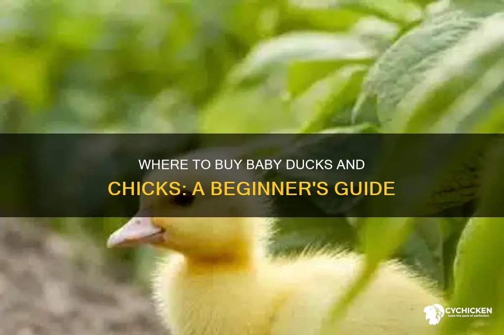 where to buy baby ducks and chicks