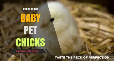 Best Places to Buy Healthy Baby Pet Chicks for Your Home