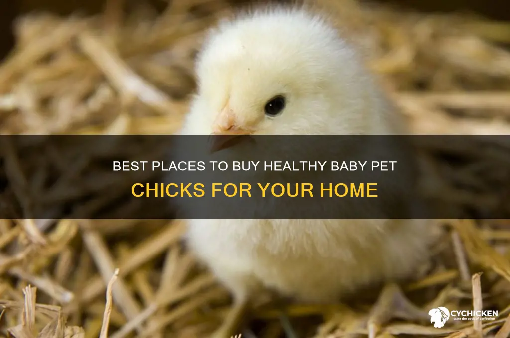 where to buy baby pet chicks
