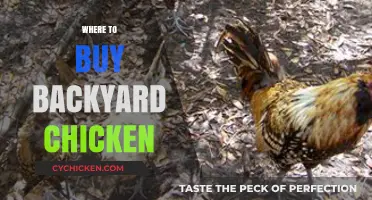 Best Places to Purchase Healthy Backyard Chickens for Your Coop