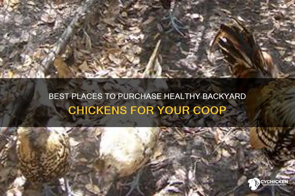 where to buy backyard chicken