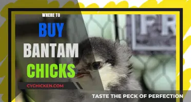 Best Places to Purchase Healthy Bantam Chicks for Your Flock