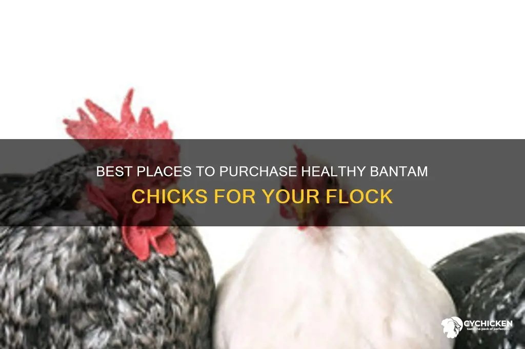 where to buy bantam chicks