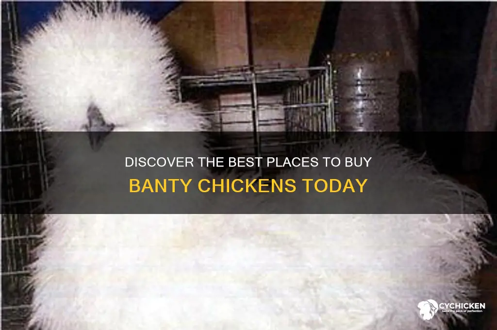 where to buy banty chicken