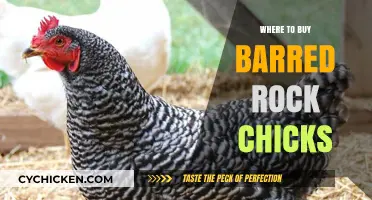 Best Places to Purchase Healthy Barred Rock Chicks Locally & Online