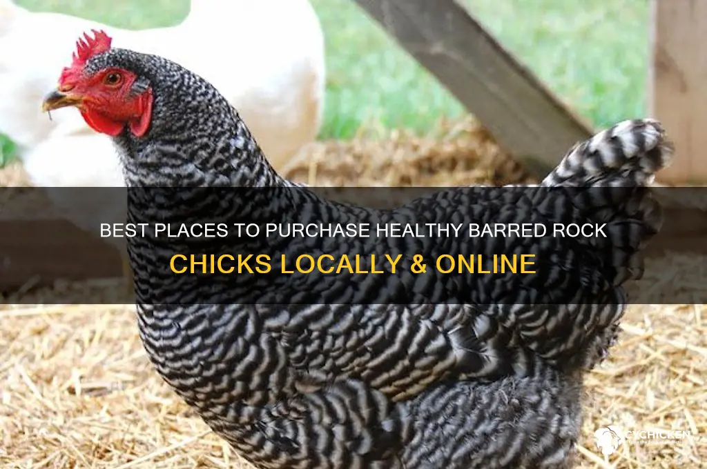 where to buy barred rock chicks
