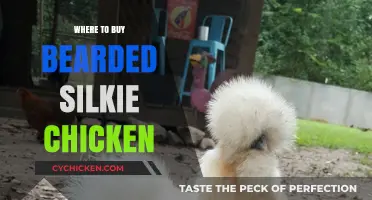 Best Places to Buy Bearded Silkie Chickens: A Buyer's Guide