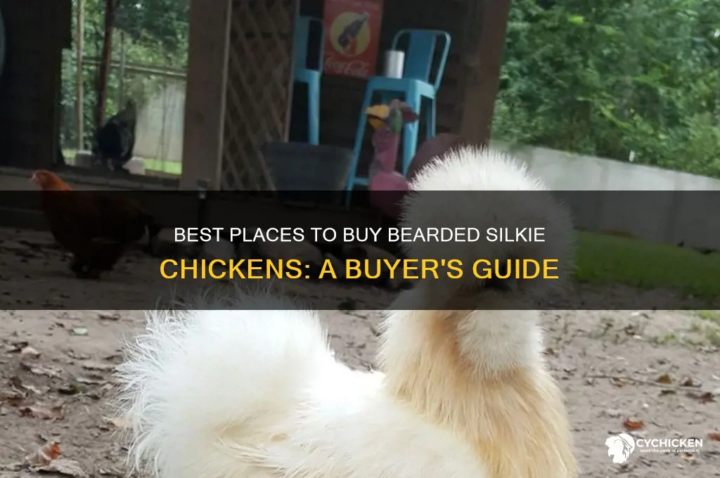 where to buy bearded silkie chicken