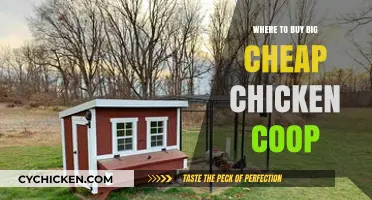 Affordable Large Chicken Coops: Top Places to Buy on a Budget