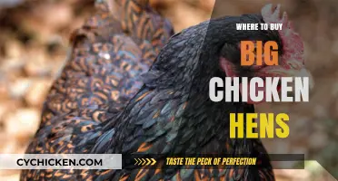 Best Places to Purchase Large Chicken Hens for Your Flock
