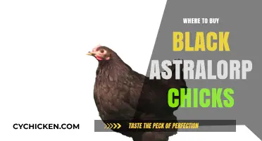 Best Places to Purchase Black Australorp Chicks for Your Flock