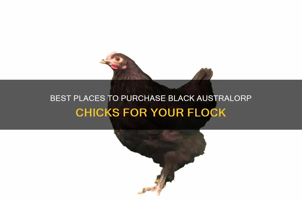 where to buy black astralorp chicks