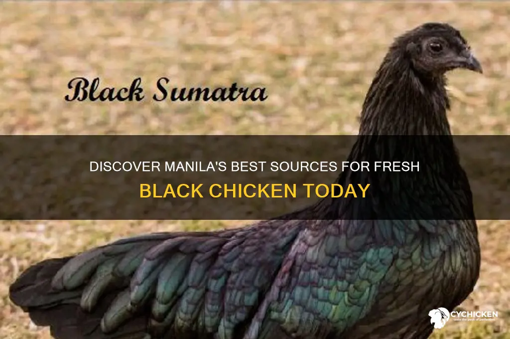 where to buy black chicken in manila