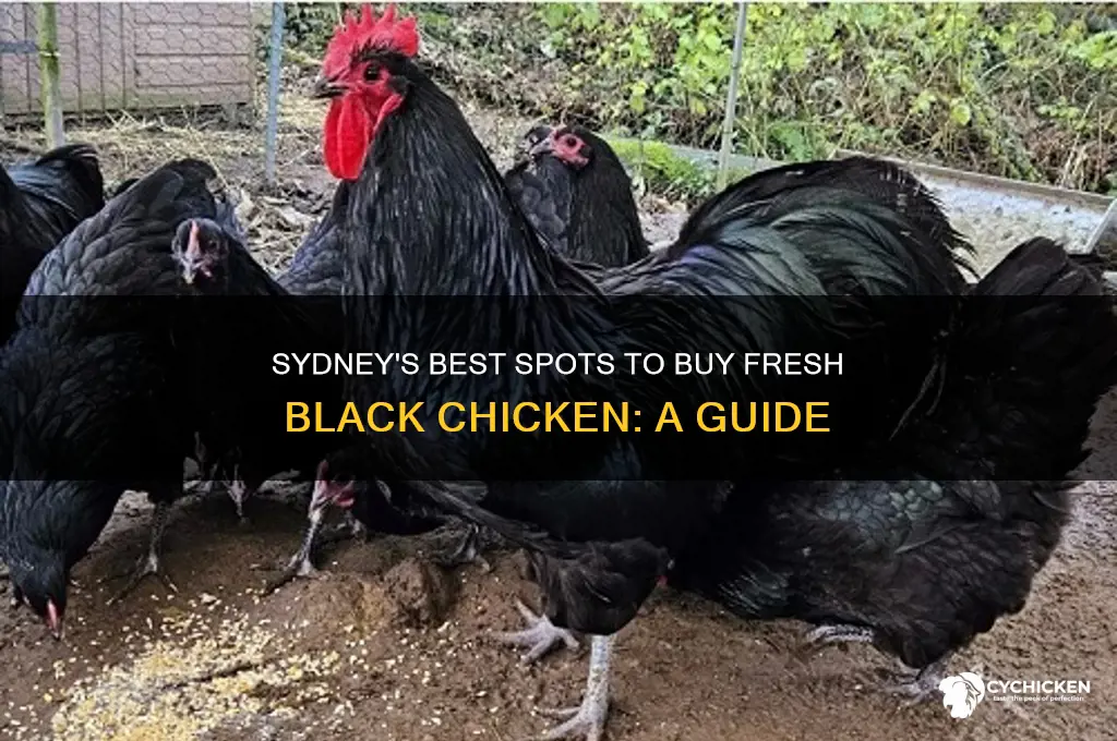 where to buy black chicken in sydney