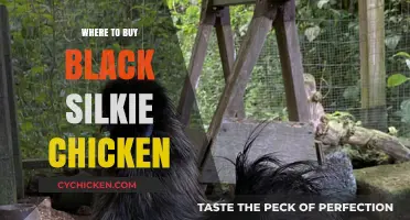 Where to Buy Black Silkie Chickens: Top Sources and Tips