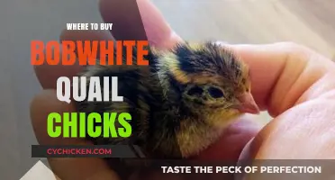 Top Sources for Purchasing Healthy Bobwhite Quail Chicks Online