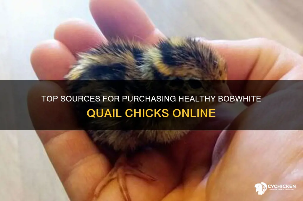 where to buy bobwhite quail chicks