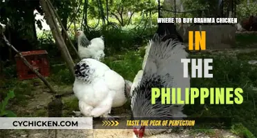 Discover Top Brahma Chicken Sellers in the Philippines Today