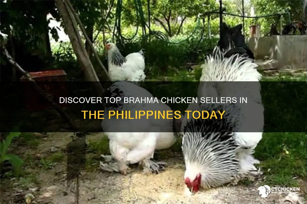 where to buy brahma chicken in the philippines