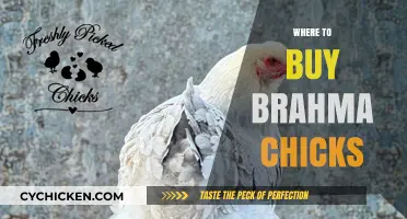 Best Places to Purchase Healthy Brahma Chicks for Your Flock