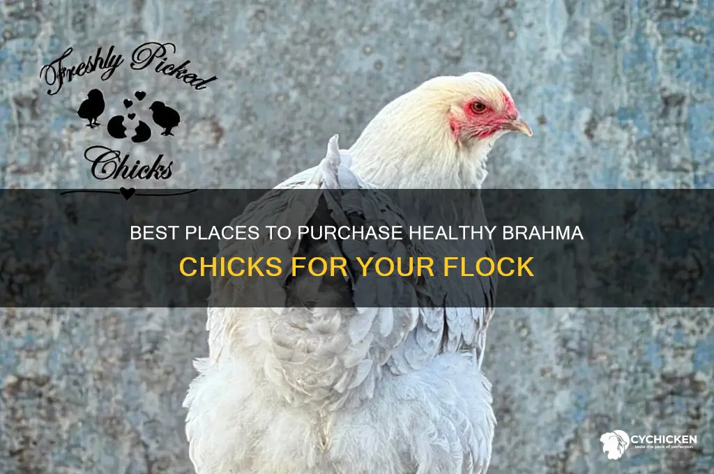 where to buy brahma chicks