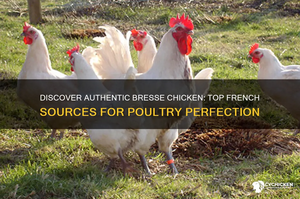 where to buy bresse chicken in france