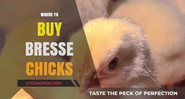 Where to Buy Bresse Chicks: Top Sources for Quality Poultry