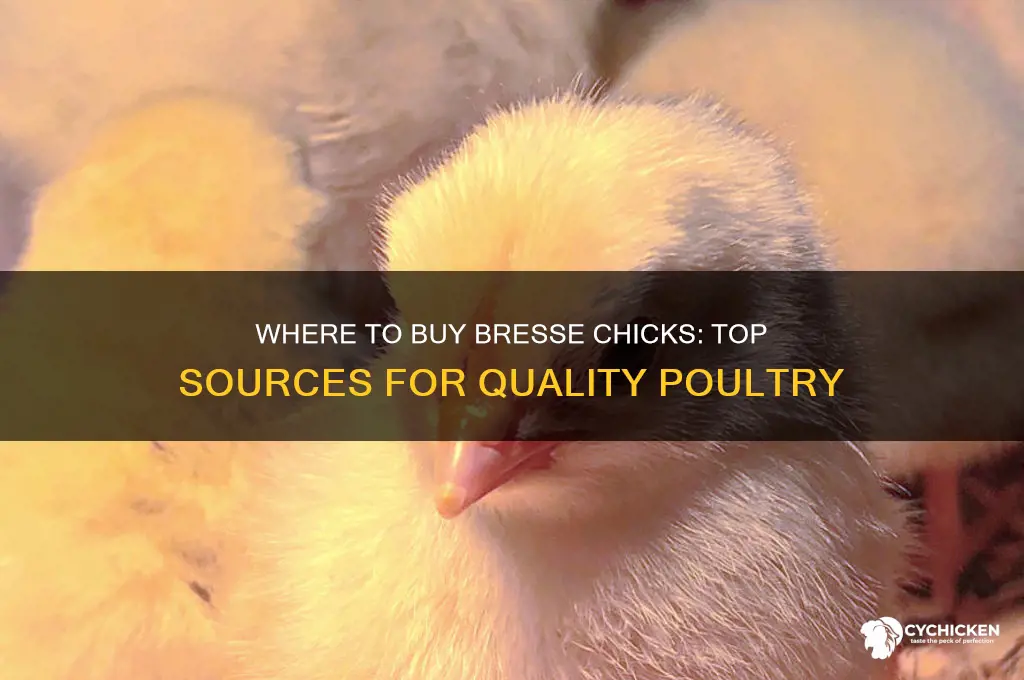 where to buy bresse chicks