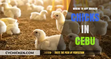 Top Broiler Chicks Suppliers in Cebu: Where to Buy Quality Chicks