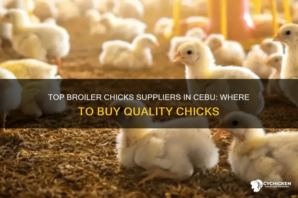 where to buy broiler chicks in cebu