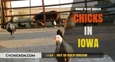 Top Iowa Suppliers for Quality Broiler Chicks: Your Buying Guide