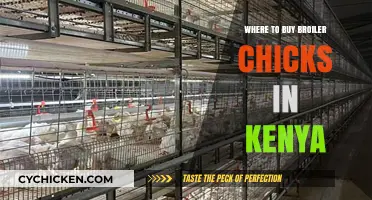 Best Places to Buy Healthy Broiler Chicks in Kenya