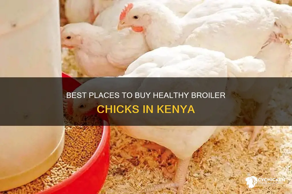where to buy broiler chicks in kenya