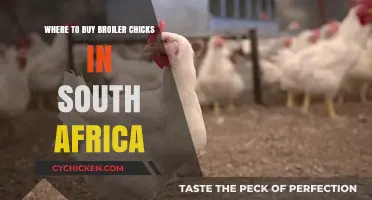 Top Broiler Chick Suppliers in South Africa: Where to Buy