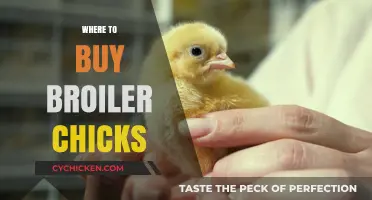 Top Sources for Buying Healthy Broiler Chicks Locally & Online