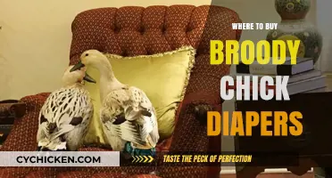 Where to Buy Broody Chick Diapers: Top Retailers and Online Stores