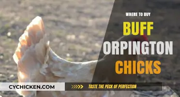 Top Places to Purchase Buff Orpington Chicks for Your Flock
