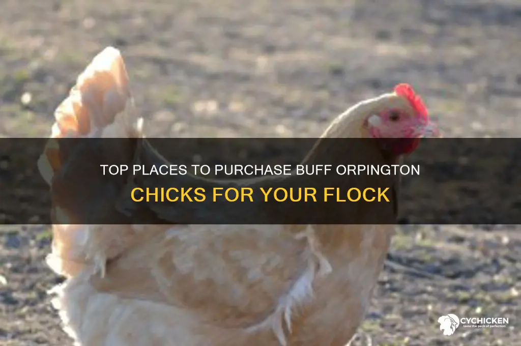 where to buy buff orpington chicks