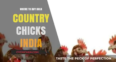 Top Places to Buy Bulk Country Chicks in India Online