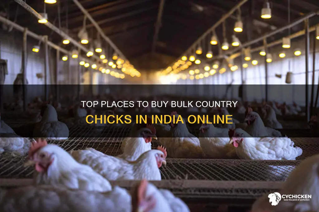 where to buy bulk country chicks india