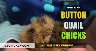 Best Places to Purchase Button Quail Chicks for Your Flock