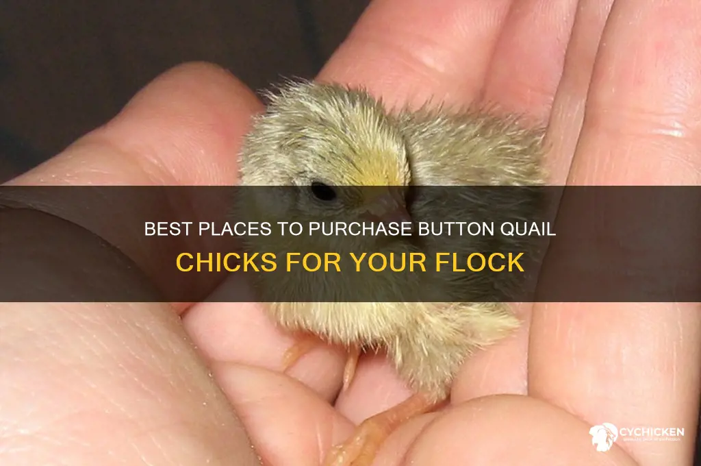 where to buy button quail chicks