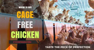 Where to Buy Cage-Free Chicken: Top Retailers and Brands