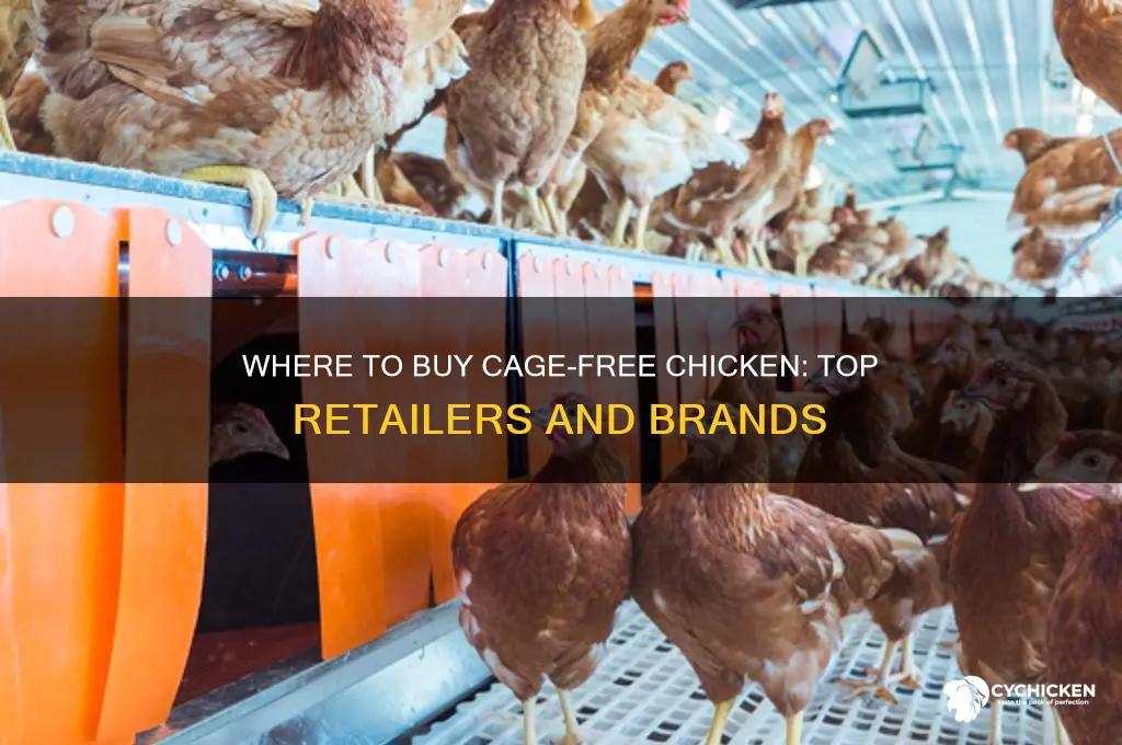 where to buy cage free chicken