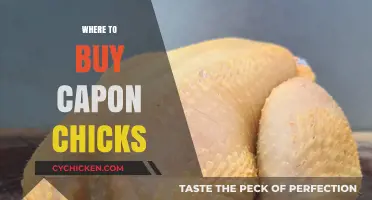 Where to Buy Capon Chicks: Top Sources and Tips for Success